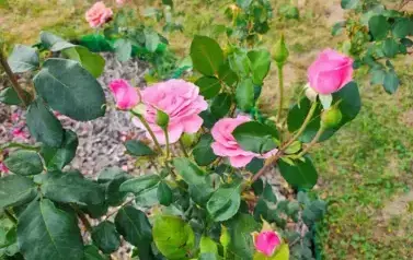 IMG_20250905_125149986_HDR_AE